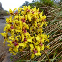 Another flower of the Paramo (wet highland) to Laguna Verde